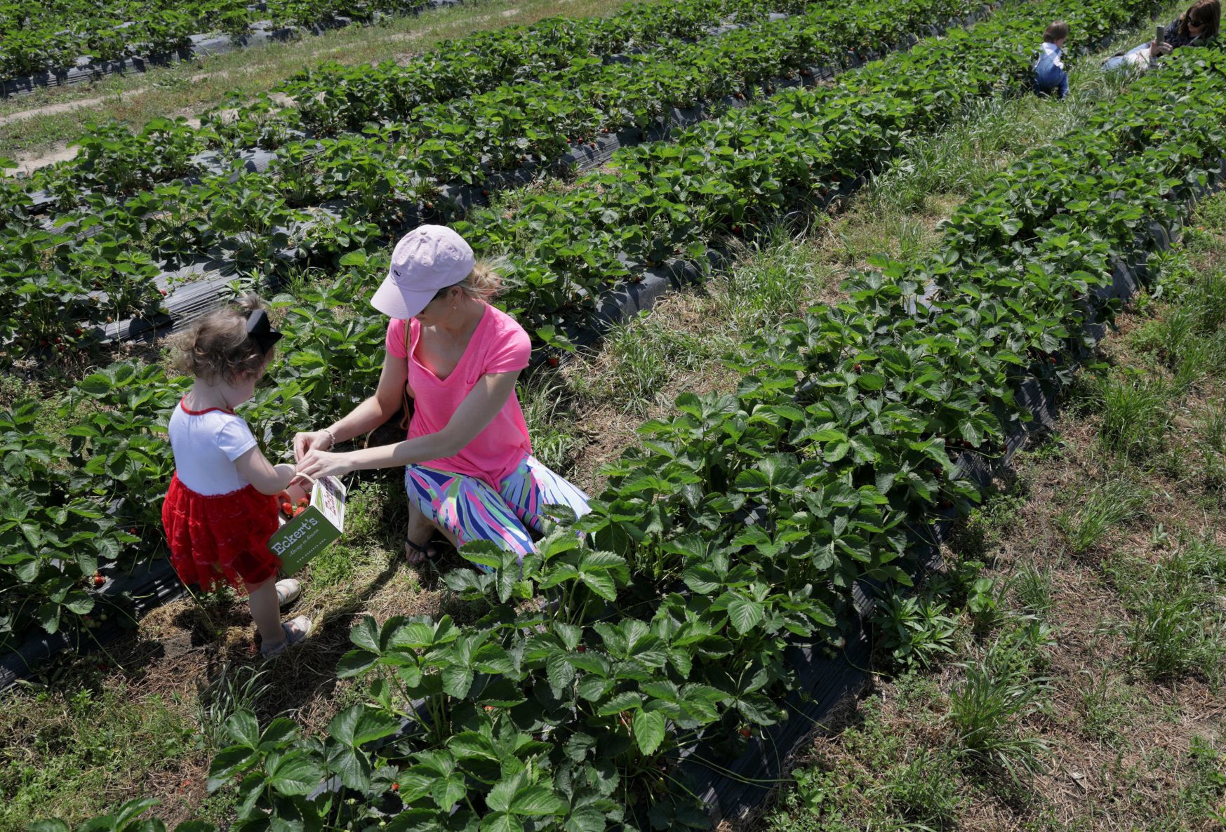 Strawberry picking season